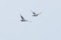 Columba livia