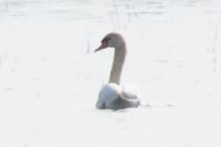Cygnus olor
