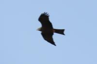 Milvus migrans