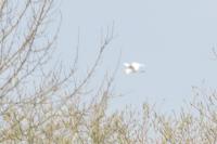 Ardea alba