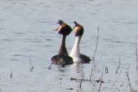Podiceps cristatus