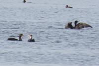 Phalacrocorax carbo