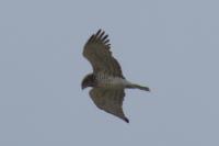 Circaetus gallicus