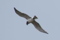 Circaetus gallicus