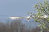 Ardea alba