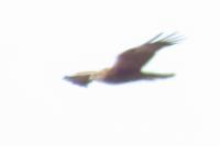 Milvus migrans