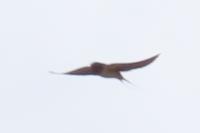 Hirundo rustica