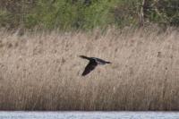 Phalacrocorax carbo