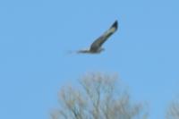 Buteo buteo
