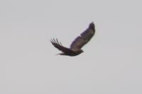 Buteo buteo