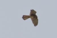 Falco tinnunculus