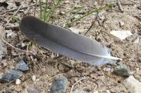 Columba palumbus