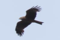 Milvus migrans