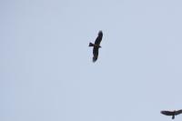 Buteo buteo