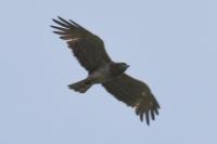 Circaetus gallicus