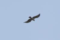 Circaetus gallicus