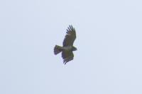 Circaetus gallicus