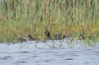Fulica atra