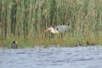 Fulica atra