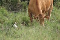 Bubulcus ibis