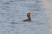 Podiceps cristatus