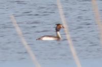 Podiceps cristatus