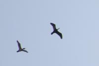 Phalacrocorax carbo