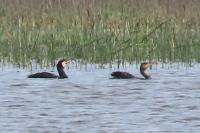 Phalacrocorax carbo