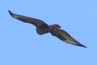 Buteo buteo