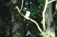 Muscicapa striata