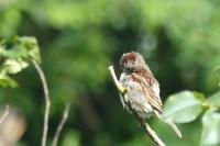 Passer domesticus