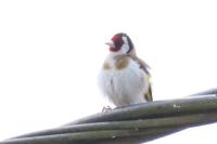 Carduelis carduelis