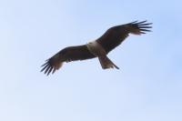 Milvus migrans