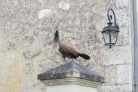 Pavo cristatus