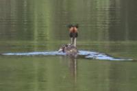 Podiceps cristatus