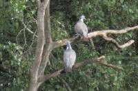 Columba palumbus
