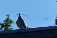 Columba palumbus
