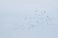 Ciconia ciconia