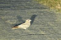 Caprimulgus europaeus