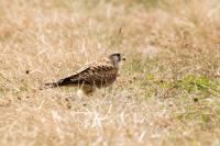 Falco tinnunculus