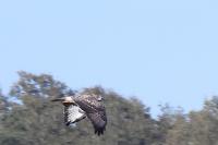 Buteo buteo