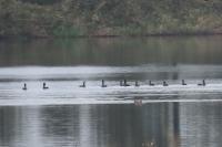 Phalacrocorax carbo