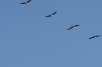 Grus grus