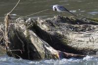 Motacilla alba