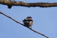 Aegithalos caudatus