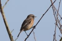 Saxicola rubicola