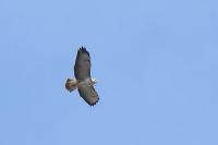 Buteo buteo