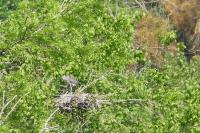 Ardea cinerea