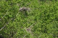 Ardea cinerea