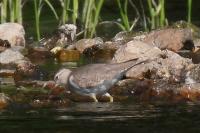 Actitis hypoleucos